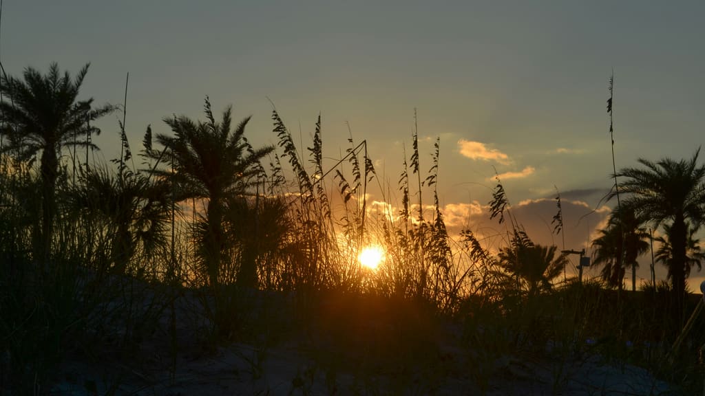 Palms and sea oats on a Florida dune at sundown